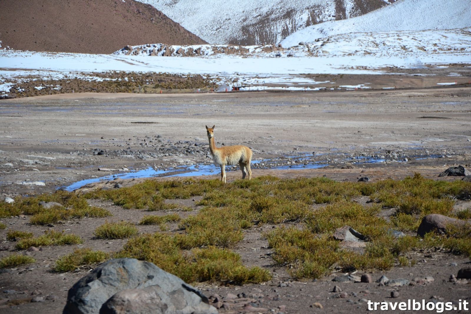 Vicuna de Cile