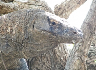 Lambuan Bajo, a due passi da Komodo
