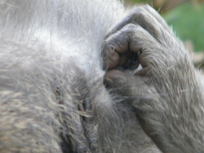 Indonesia 2009